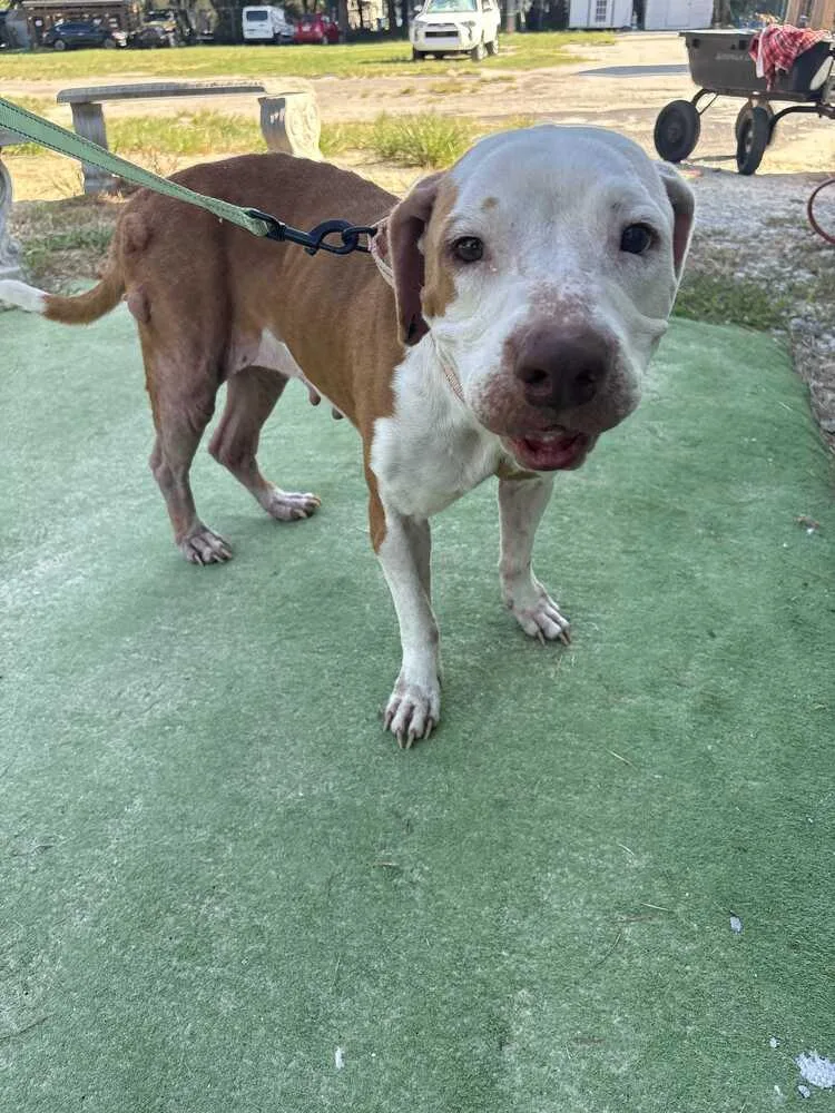 An adult medium-sized female Tricolor (Brown, Black, & White) American Bulldog dog named Judith for adoption in Lakeland, FL