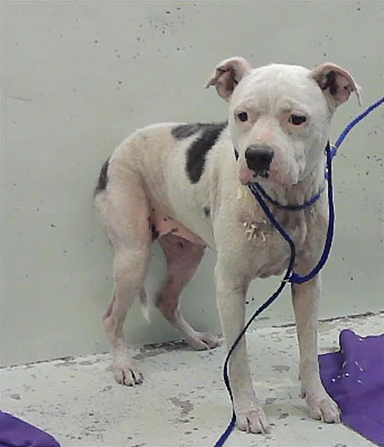 An adult medium-sized female Staffordshire Bull Terrier dog named Snow for adoption in Houston, TX