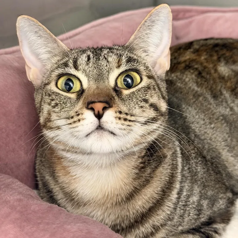 A young medium-sized female Brown / Chocolate Domestic Short Hair cat named Marina for adoption in Fort Lauderdale, FL