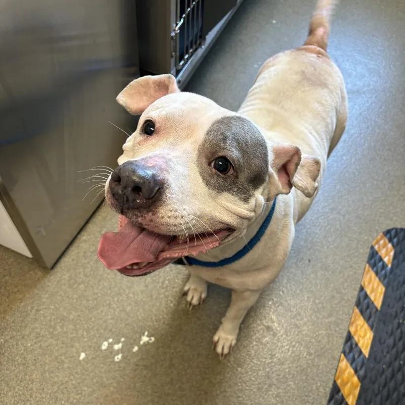 A senior large-sized female White / Cream American Bulldog dog named Sassy for adoption in Council Bluffs, IA