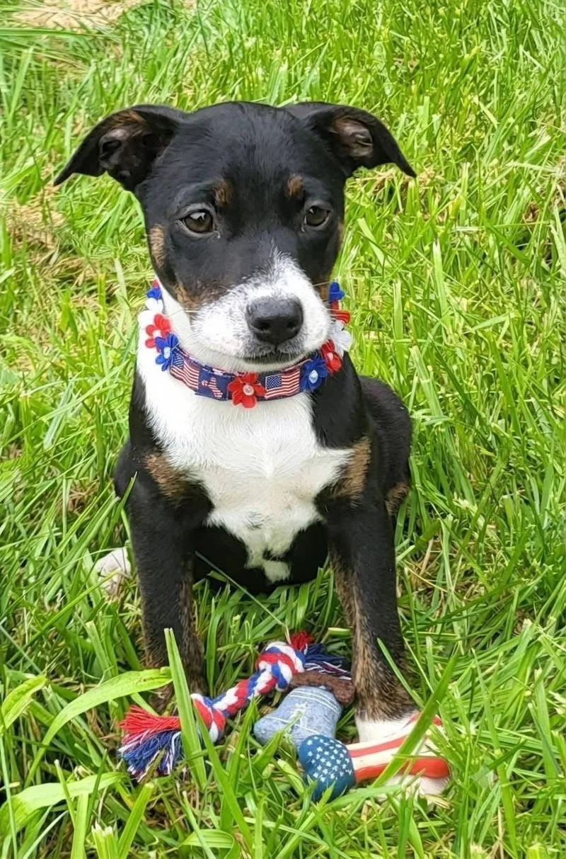 A baby medium-sized female Mountain Cur dog named Janet Jackson for adoption in Germantown, OH