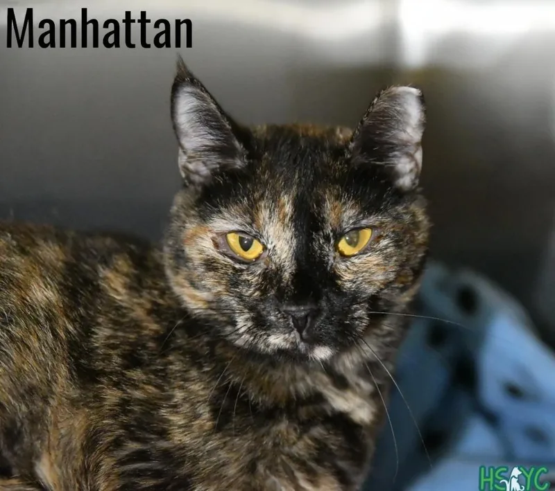 A young medium-sized female Domestic Short Hair cat named Manhattan for adoption in Fort Mill, SC
