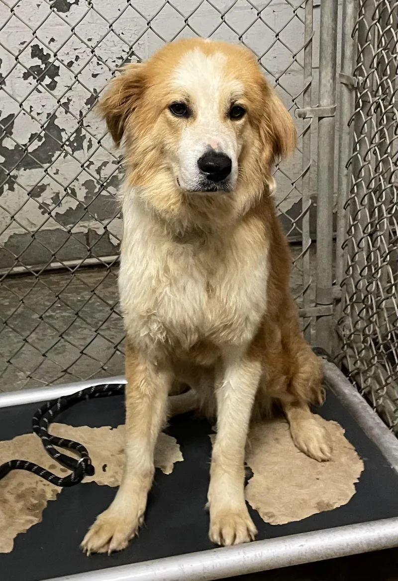 An adult large-sized male White / Cream Collie dog named Beef Cake HOLD for adoption in Canton, OH