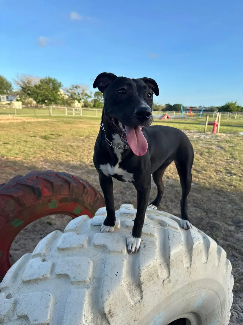 A young medium-sized female Black American Staffordshire Terrier dog named Ember for adoption
