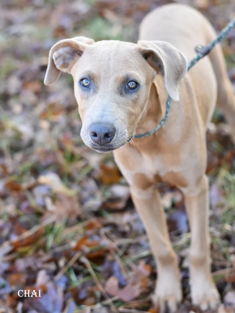 A young medium-sized female Rhodesian Ridgeback dog named Chai for adoption in Houston, TX