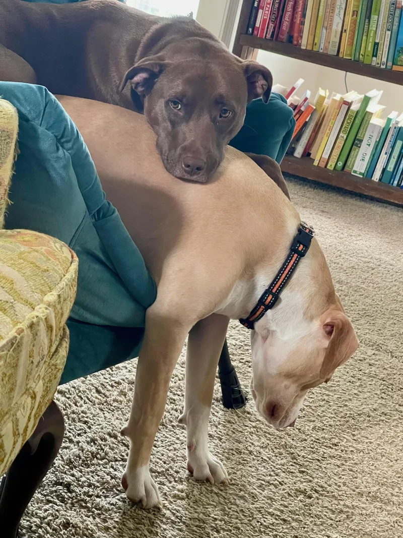 Hopper Was Corona thumbnail 2