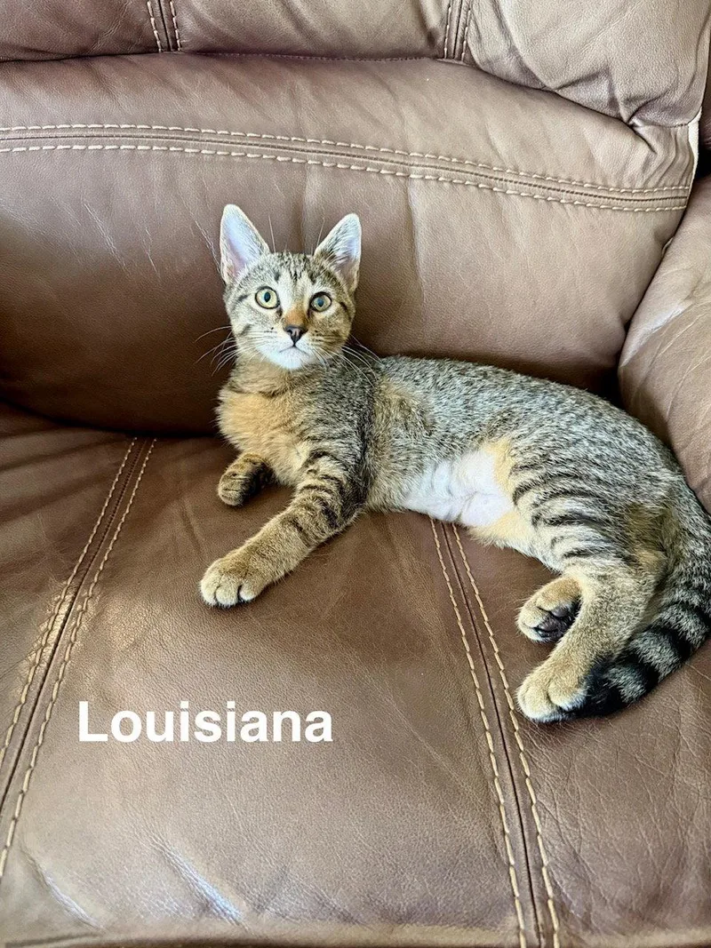 A young medium-sized male Domestic Short Hair cat named Louisiana for adoption in Wesley Chapel, FL
