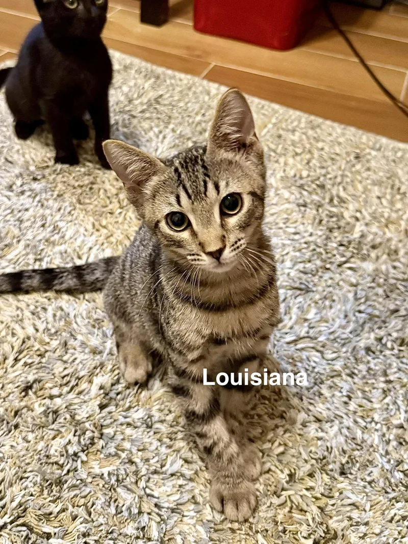 Louisiana thumbnail 2