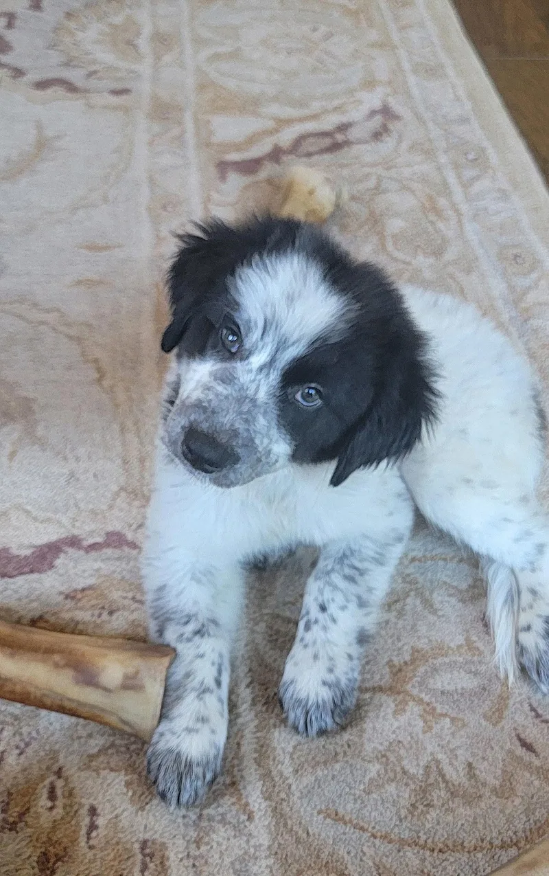 A baby medium-sized female Australian Shepherd dog named Chloe for adoption in Dallas, TX