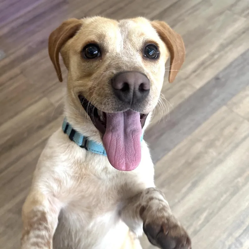A young medium-sized male Yellow / Tan / Blond / Fawn Mixed Breed dog named Torpedo for adoption in Westhampton, NY