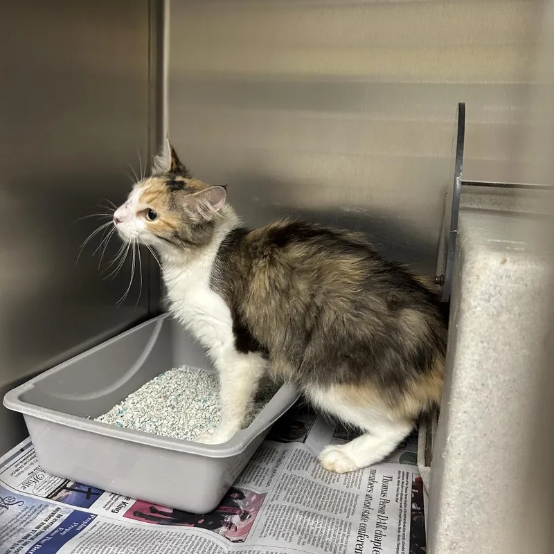 An adult medium-sized female Calico Domestic Medium Hair cat named Trapped BG Loftis Rd for adoption in Roxboro, NC