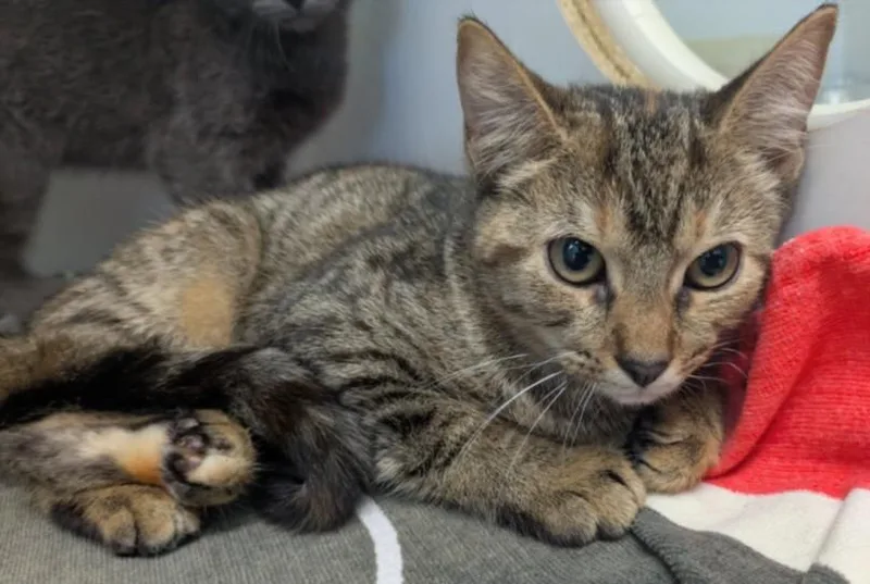 A baby medium-sized female Domestic Short Hair cat named Beatrix for adoption in Texas City, TX