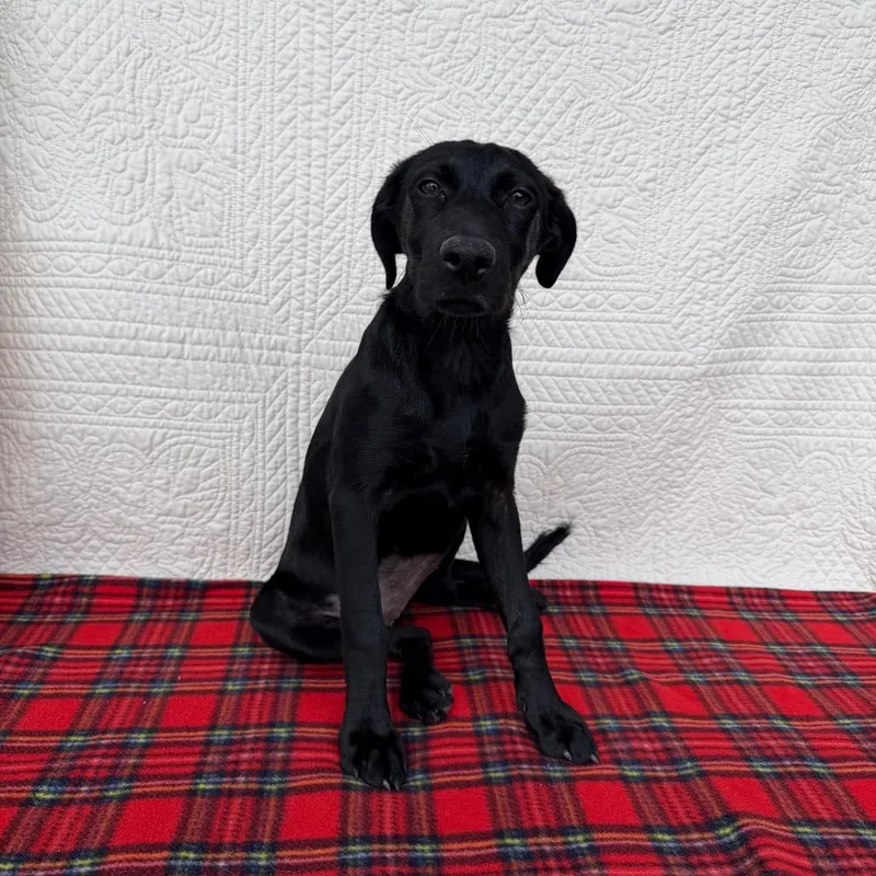 A baby small-sized female Labrador Retriever dog named Glamour Shots for adoption in Carencro, LA