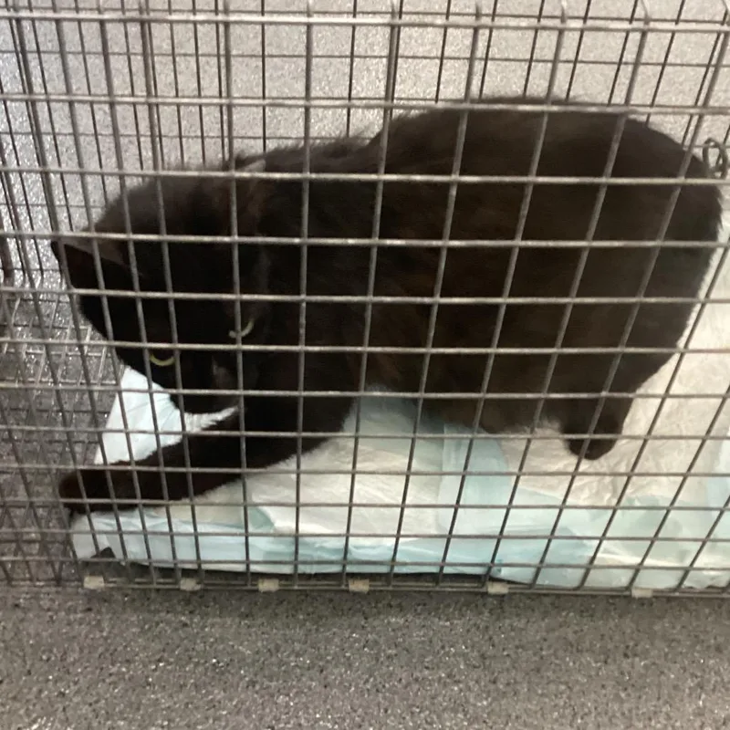 A young small-sized female Black Domestic Short Hair cat named Maroni for adoption in Montgomery, AL