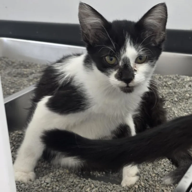 A baby small-sized female Black Domestic Short Hair cat named Sunny Side Up for adoption in Fort Wayne, IN