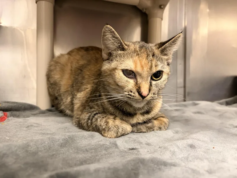 An adult medium-sized female Torbie Domestic Short Hair cat named Queen Of The Night for adoption in Saint Charles, MO