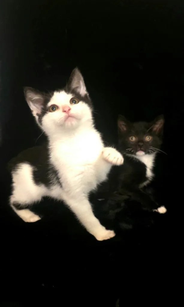 A baby medium-sized male Munchkin cat named Armani for adoption in Miami, OK