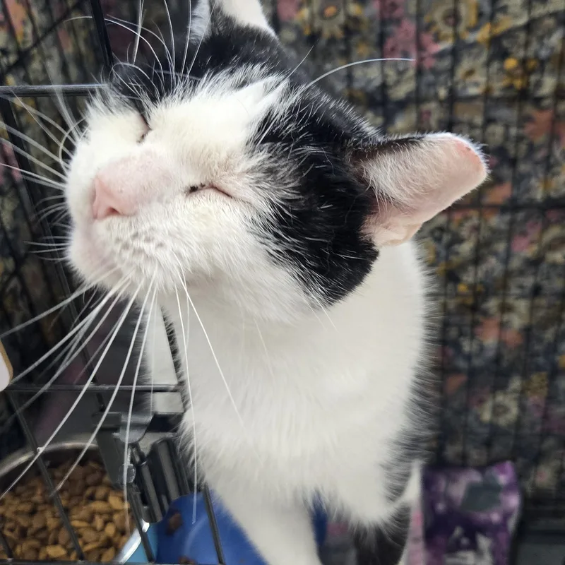 An adult medium-sized female Black & White / Tuxedo Domestic Short Hair cat named Bearold for adoption in Mokena, IL