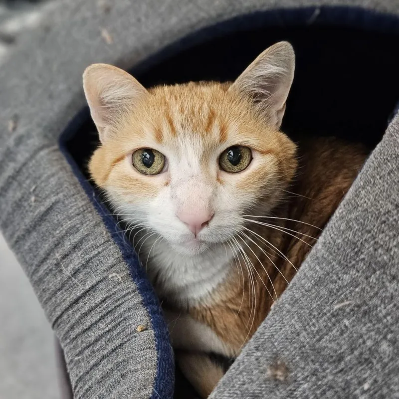 A senior large-sized male Orange / Red Domestic Short Hair cat named Lech for adoption in Lakewood, CO