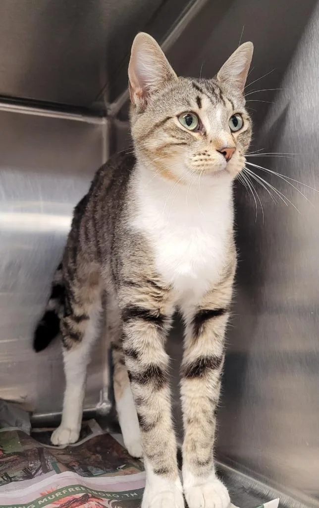 An adult large-sized male Domestic Short Hair cat named Hunter for adoption in Hopkinsville, KY
