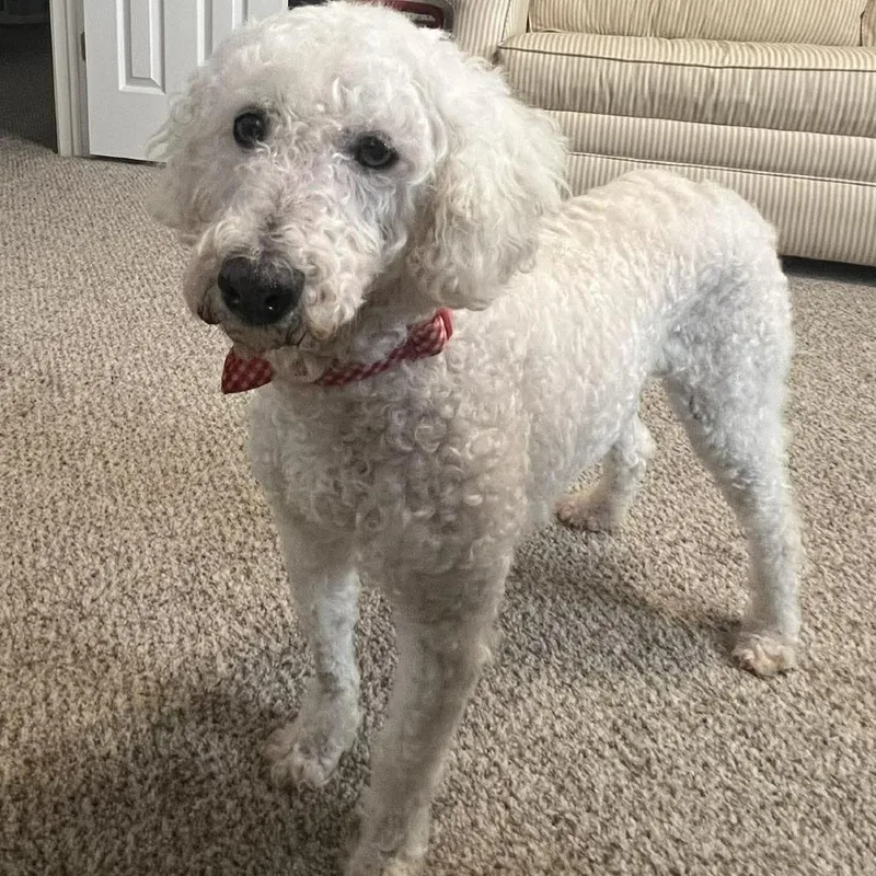 Cloud 'belle' thumbnail 4