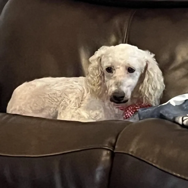 Cloud 'belle' thumbnail 5