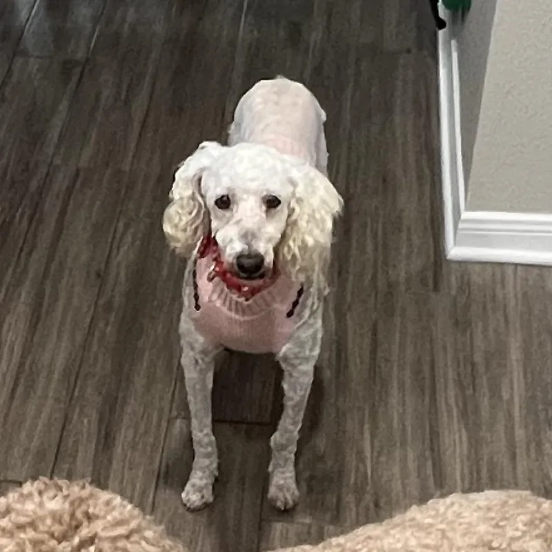 Cloud 'belle' thumbnail 6