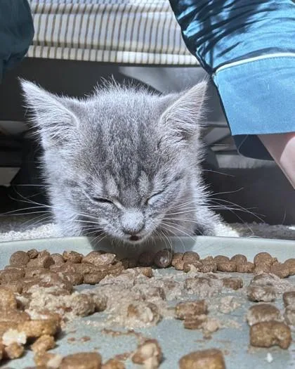 A baby small-sized female Domestic Short Hair cat named Ash for adoption in Washington, DC