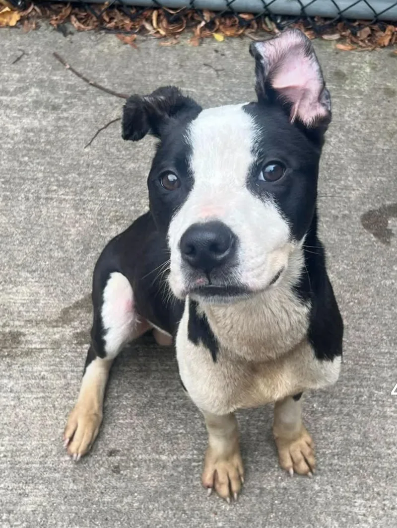 An adult medium-sized male Black Pit Bull Terrier dog named Yoshi for adoption in Chicago, IL
