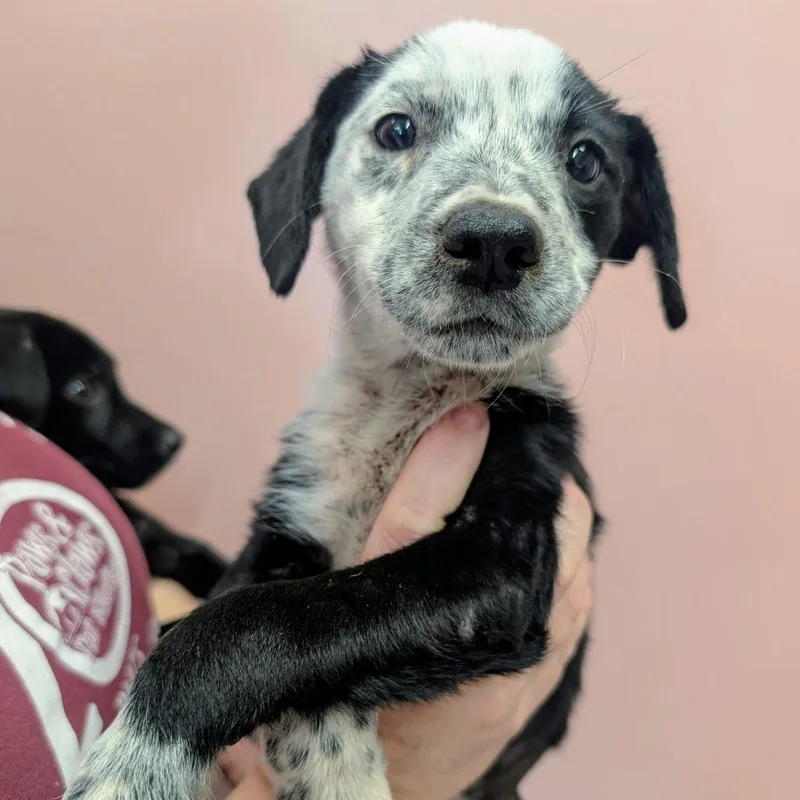 A baby medium-sized female White / Cream Mixed Breed dog named Lydia for adoption in Huntsville, AR