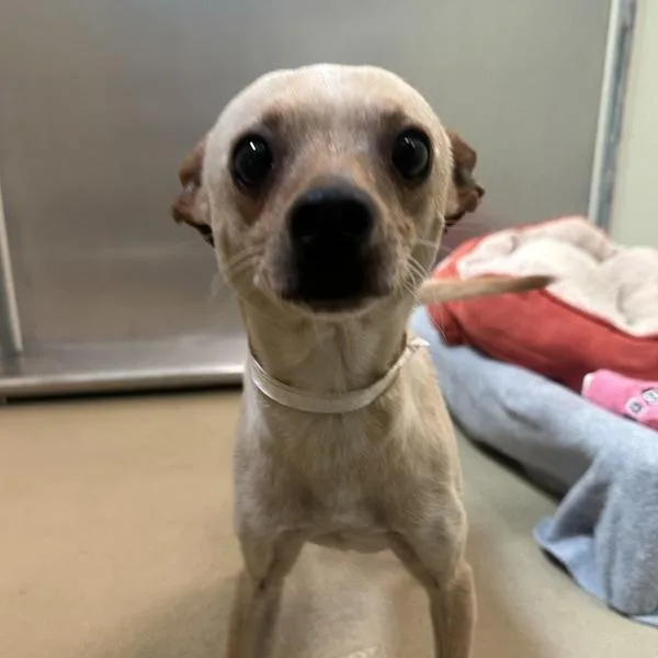 An adult small-sized male Chihuahua dog named Tortilla for adoption in Walnut Creek, CA