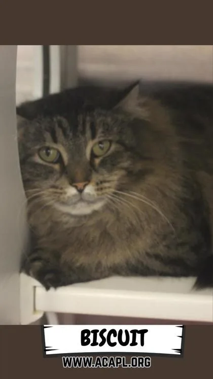 An adult large-sized female Domestic Long Hair cat named Biscuit for adoption in Ashtabula, OH