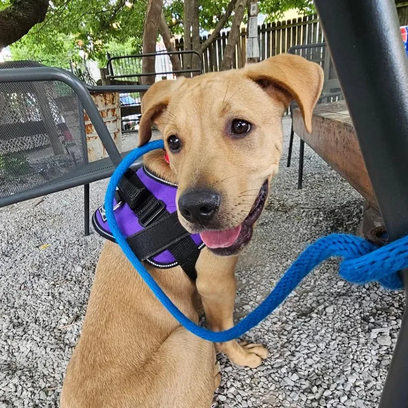 A baby large-sized male Yellow / Tan / Blond / Fawn Yellow Labrador Retriever dog named Pablo Escobark for adoption in Memphis, TN
