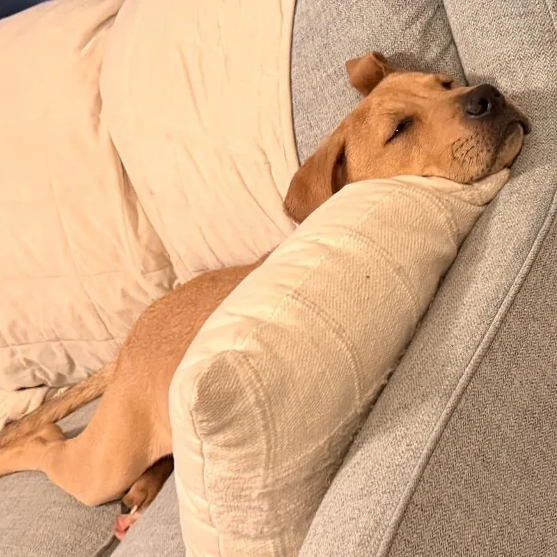 Pablo Escobark thumbnail 4