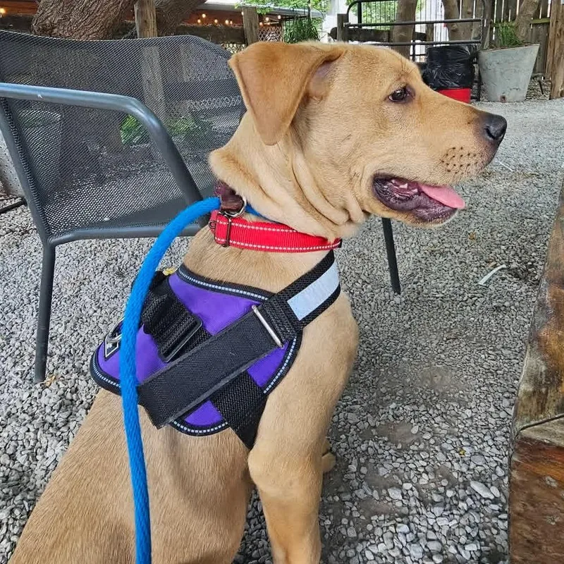 Pablo Escobark thumbnail 6