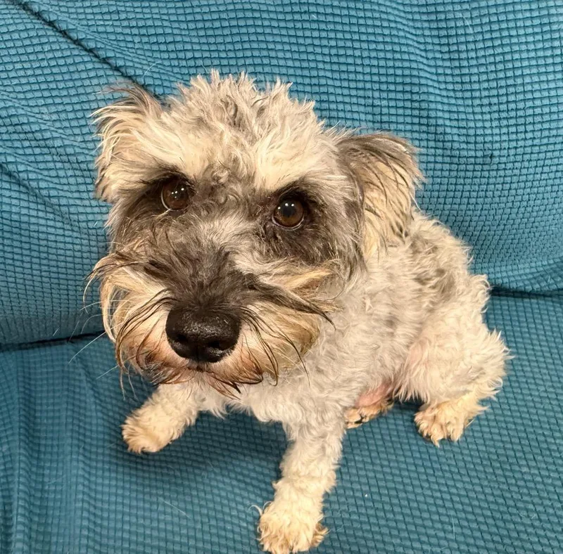 A young small-sized female Schnauzer dog named Brianna for adoption in Thompson Falls, MT