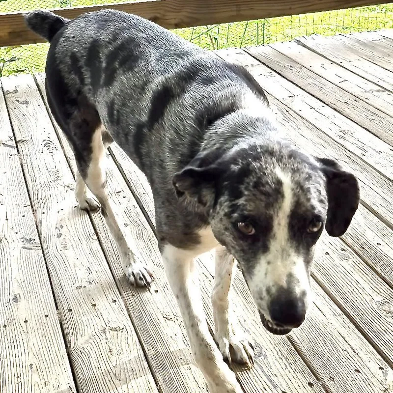 An adult medium-sized male Black Labrador Retriever dog named Lucky S for adoption in Sequatchie, TN