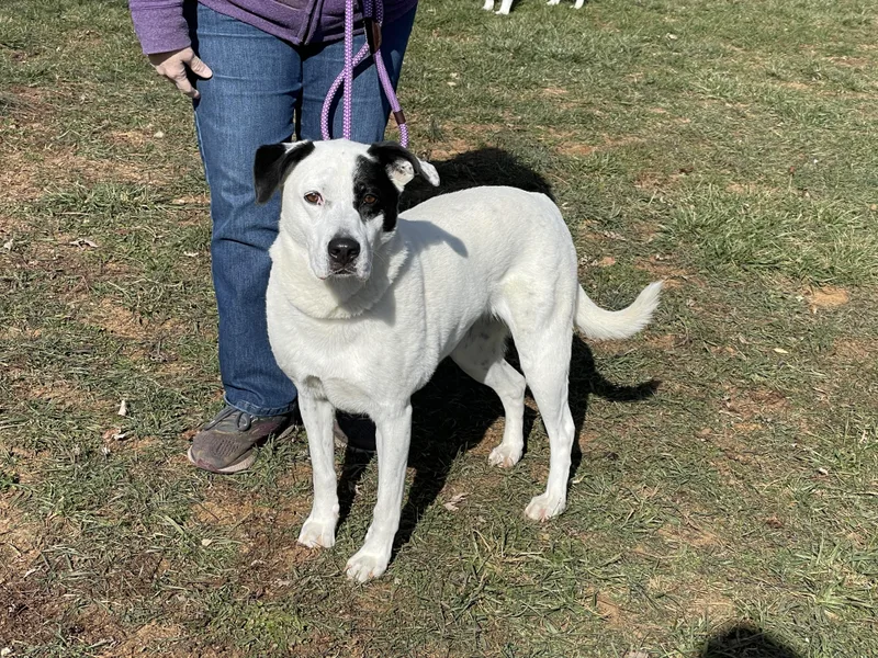 Speckles thumbnail 4