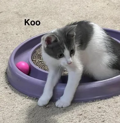 Koo thumbnail 2