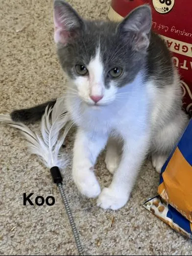 Koo thumbnail 3