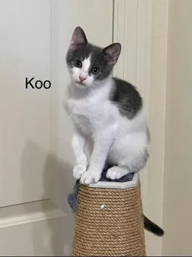 Koo thumbnail 4
