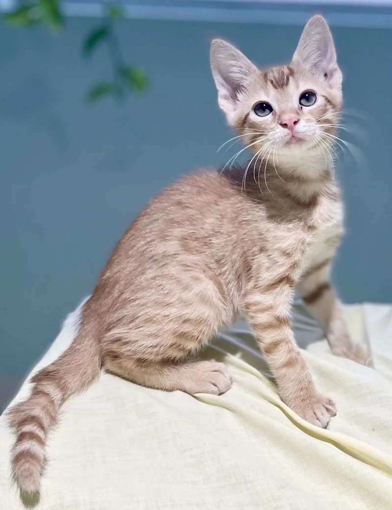 A baby medium-sized male Orange / Red Domestic Short Hair cat named Popcorn for adoption in Covington, LA