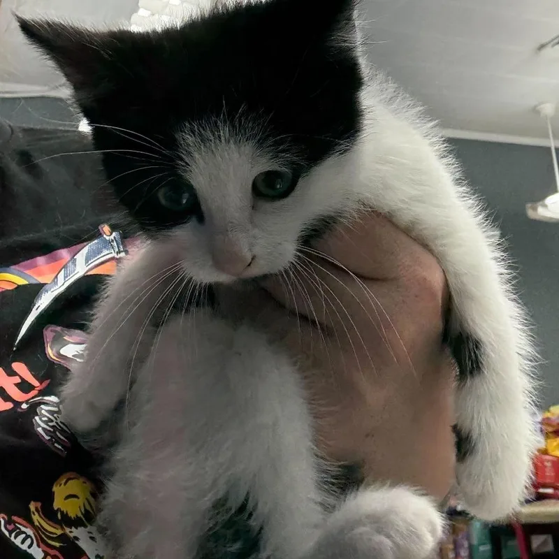A baby small-sized male White Domestic Medium Hair cat named Kronk for adoption in Oak Hill, WV