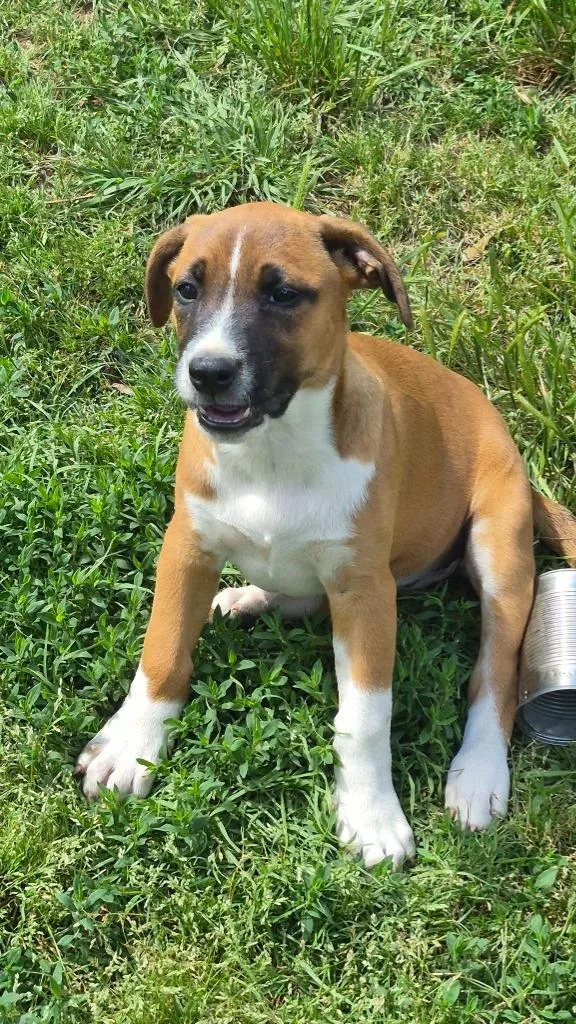 A baby large-sized female Mixed Breed dog named Savannah for adoption in Fond Du Lac, WI
