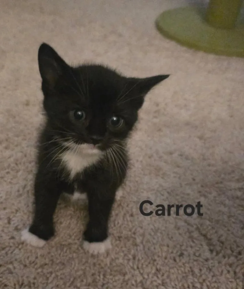 A baby medium-sized male Domestic Short Hair cat named Carrot for adoption in Parkville, MD
