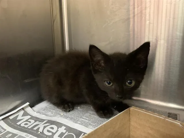 A baby small-sized male Domestic Short Hair cat named Master for adoption in Grand Prairie, TX