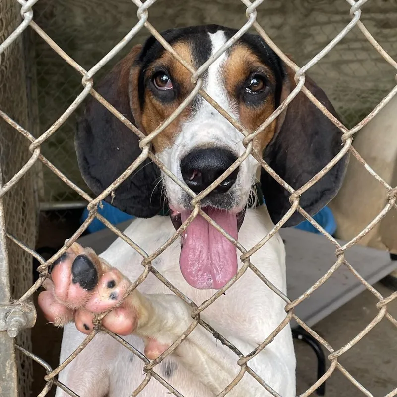 Roscoe Jenkins thumbnail 2