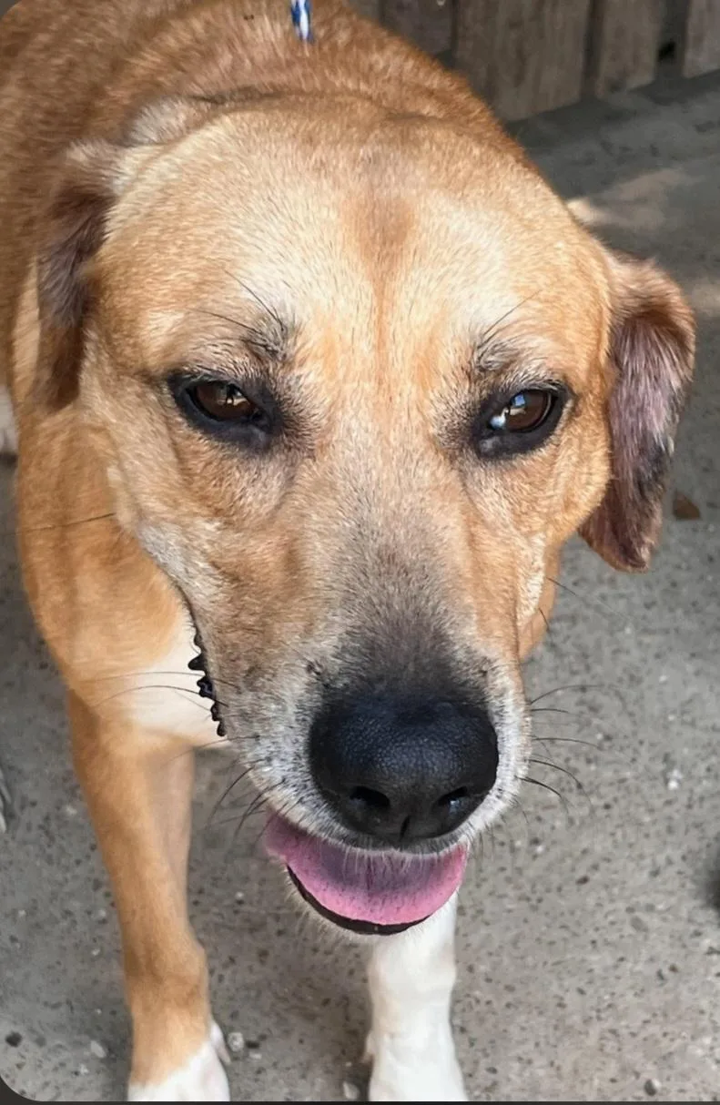 An adult medium-sized female Tricolor (Brown, Black, & White) Labrador Retriever dog named Amy for adoption in Houston, TX