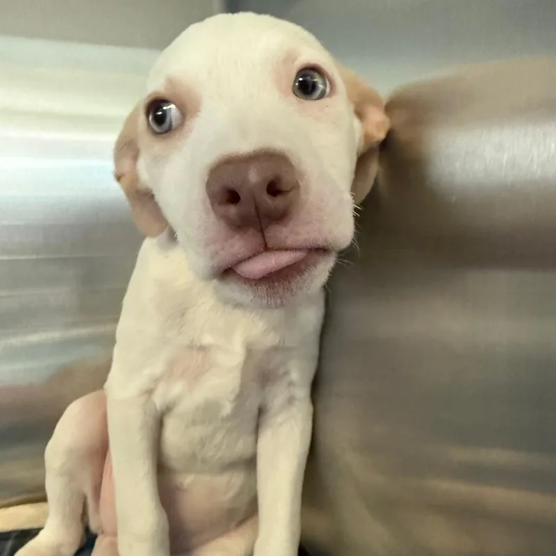 A baby medium-sized female Mixed Breed dog named Penny for adoption in Pensacola, FL