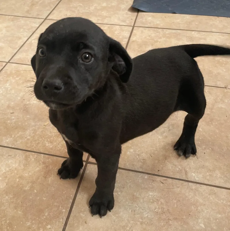 A baby large-sized male Catahoula Leopard Dog dog named Houston for adoption in Tracy City , TN
